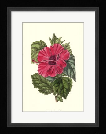 Framed Antique Hibiscus II Print