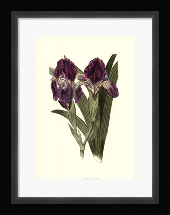 Framed Iris Varieties II Print