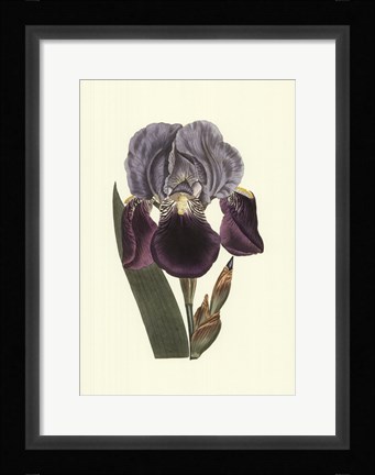 Framed Iris Varieties I Print