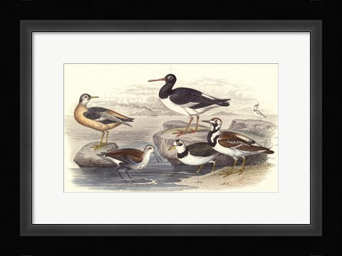 Framed Oyster Catchers Print