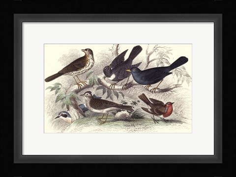 Framed Skylark, Song Thrush, &amp; Red Breast Print