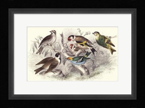 Framed Gold Finch, Buntings, &amp; Wrens Print