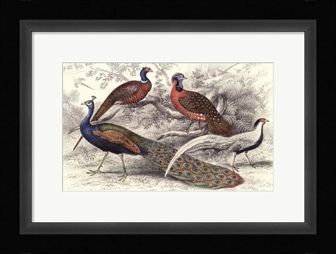 Framed Peacock &amp; Pheasants Print