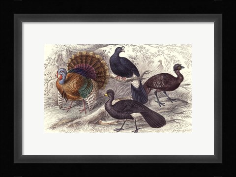 Framed Turkey &amp; Curassows Print