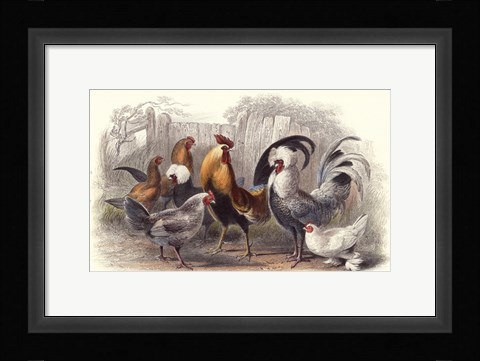 Framed Roosters &amp; Hens Print