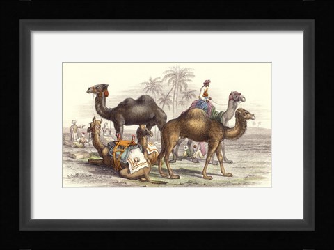 Framed Arabian Camels Print