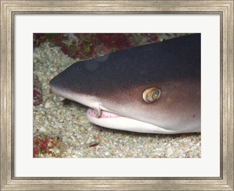 Framed Whitetip Reef Shark Head Print
