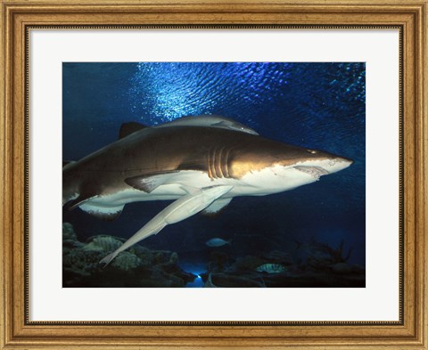 Framed Inside Aquarium Tunnel Viewing Sharks Print