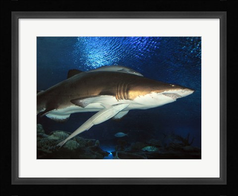 Framed Inside Aquarium Tunnel Viewing Sharks Print