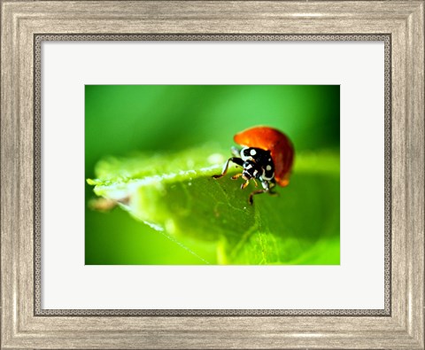 Framed Anderson Mancini Ladybug Print
