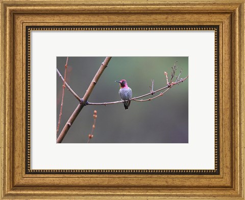 Framed Anna&#39;s Hummingbird Print