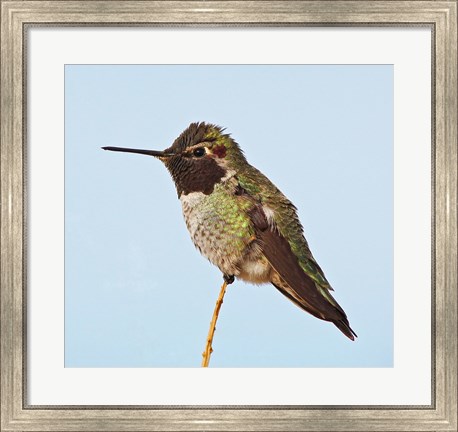 Framed Anna&#39;s Hummingbird Print