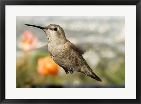 Framed Anna&#39;s Hummingbird Hen Print