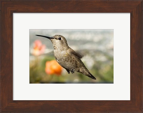 Framed Anna&#39;s Hummingbird Hen Print