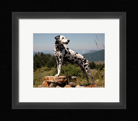 Framed Dalmation Print