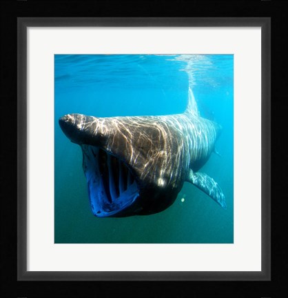 Framed Basking Shark Print