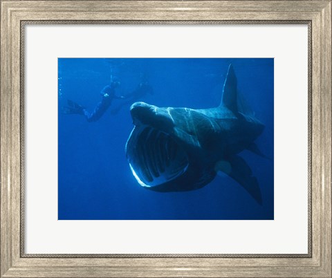 Framed Basking Shark Print