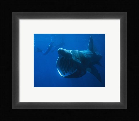Framed Basking Shark Print