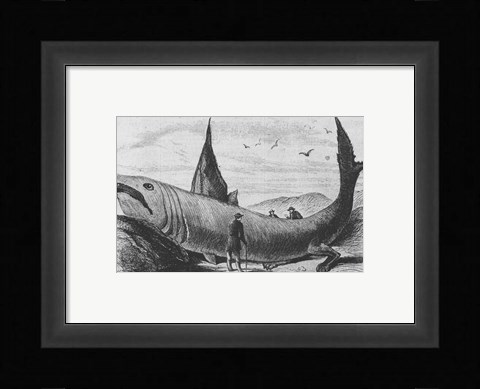 Framed Basking Shark Harper's Weekly October 24, 1868 Print