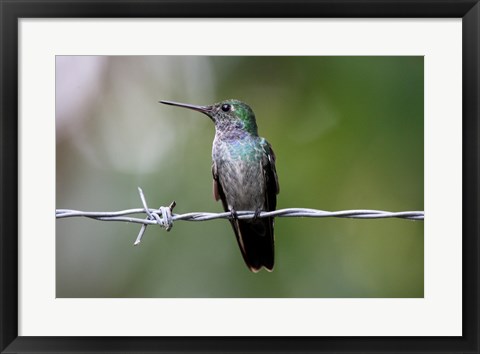 Framed Blue-Chested Hummingbird Print