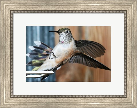 Framed Broad-tailed Hummingbird Female Landing at Feeder Print