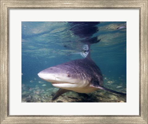 Framed Bull shark Print