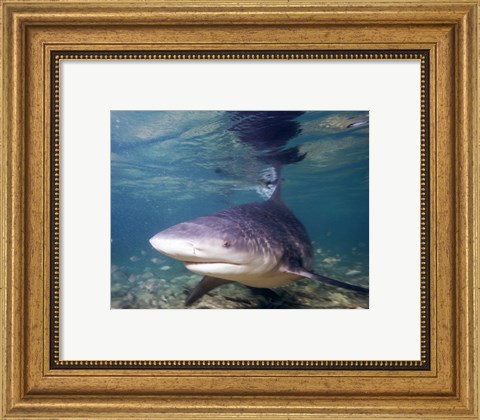 Framed Bull shark Print