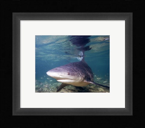 Framed Bull shark Print