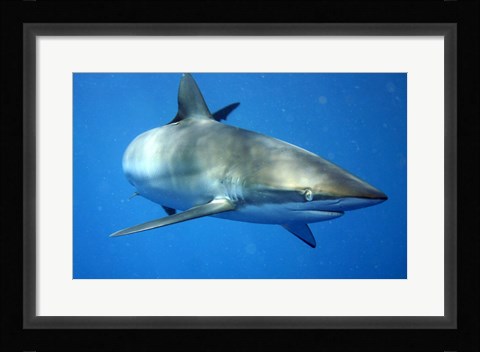 Framed Carcharhinus Falciformis off Cuba Print