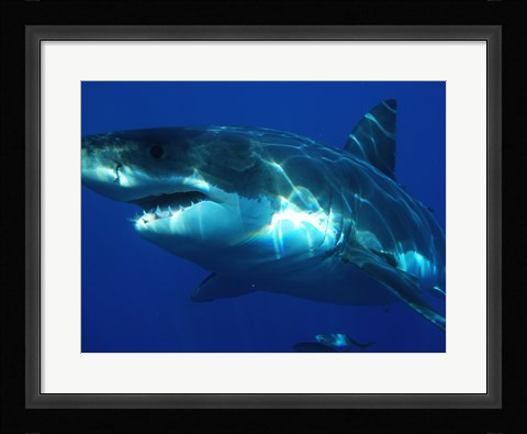 Framed Carcharodon Carcharias Print
