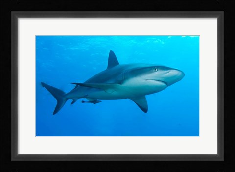 Framed Carribbean Reef Shark Print