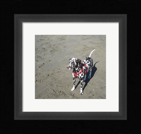 Framed Dalmatian Castanhas Print