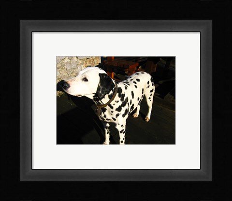 Framed Dalmatian in Croatia Print