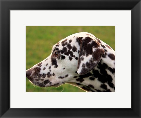 Framed Dalmatian Profile Print