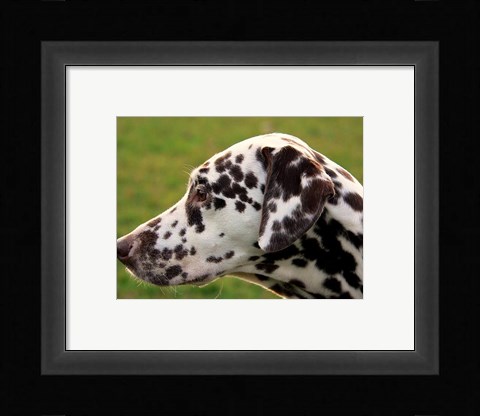 Framed Dalmatian Profile Print