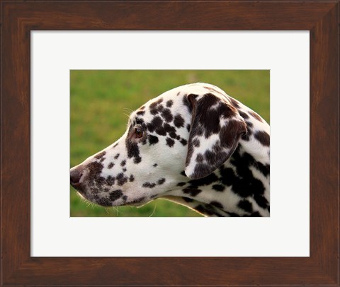 Framed Dalmatian Profile Print