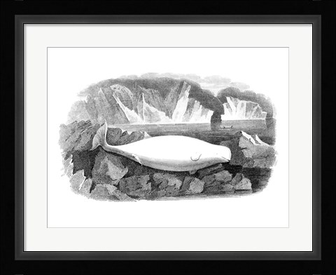 Framed Delphinapterus Leucas Print