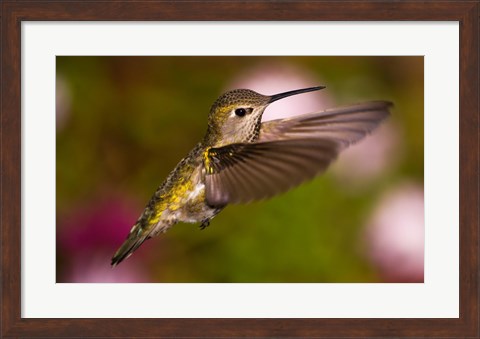 Framed Fem Anna&#39;s Hummingbird Print