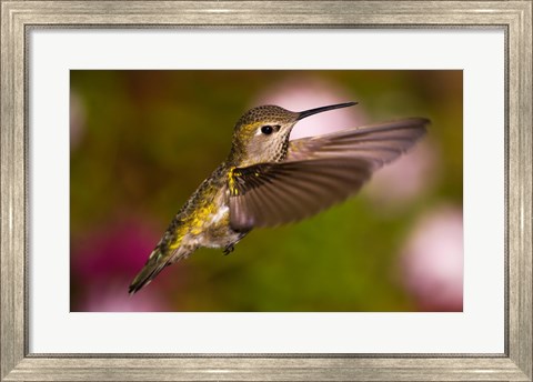 Framed Fem Anna&#39;s Hummingbird Print