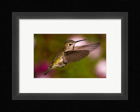 Framed Fem Anna's Hummingbird Print