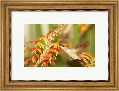 Framed Female Anna&#39;s Hummingbird Feeding Print