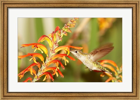 Framed Female Anna&#39;s Hummingbird Feeding Print