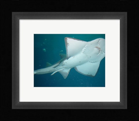 Framed Shark Overhead Print