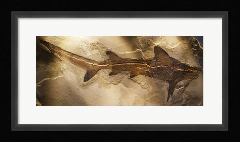 Framed Galeorhinus Cuvieri Print