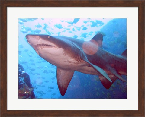 Framed Grey Nurse Shark at Fish Rock Cave Print