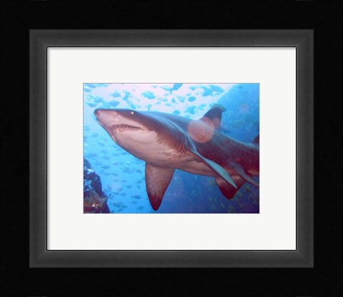 Framed Grey Nurse Shark at Fish Rock Cave Print