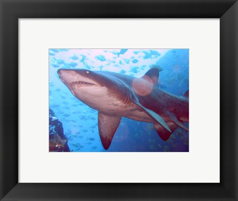 Framed Grey Nurse Shark at Fish Rock Cave Print