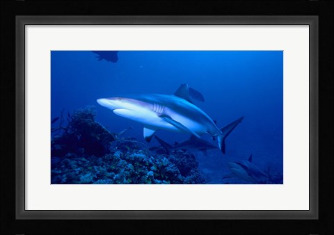 Framed Grey Shark Print