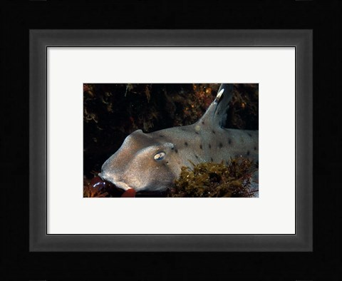 Framed Heterodontus Francisci Print