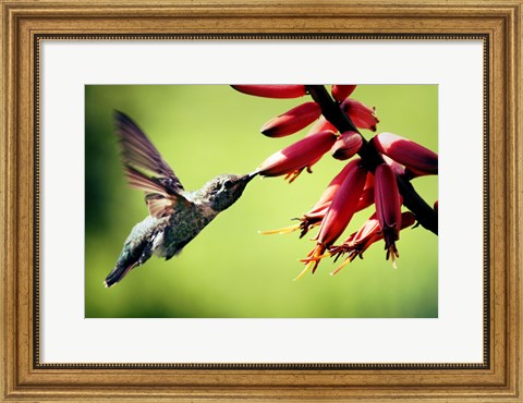 Framed Hummingbird Canon Print
